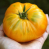 Tomate Big White Pink Stripes Semailles
