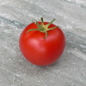 Tomate Canabec rose Semailles