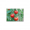 Tomate Stupice Semailles