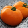 Tomate Valencia Orange Semailles
