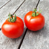 Tomate Gloire de Versailles Semailles