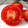 Tomate Gloire de Versailles Semailles