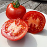 Tomate Gloire de Versailles Semailles