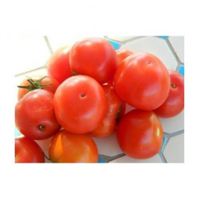 Tomate Joyau d'Idaho Semailles
