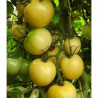 Tomate Blanche de Picardie Semailles