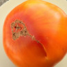 Tomate Pamplemousse du Grand-Père Semailles