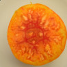 Tomate Pamplemousse du Grand-Père Semailles