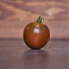 Tomate Black Prince Semailles