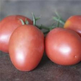 Tomate Olirose de St Domingue Semailles