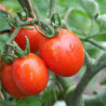 Tomate Prince Borghese Semailles