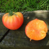 Tomate German Gold Semailles