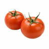 Tomate Moneymaker Semailles