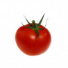 Tomate Monda Semailles