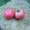 Tomate Géante d'Orembourg Semailles