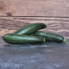 Courgette Black Beauty Semailles