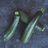 Courgette Black Beauty Semailles