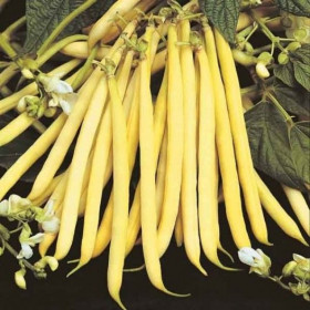 Haricot nain beurre Helios Semailles