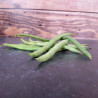 Haricot nain mangetout Roi des Belges Semailles