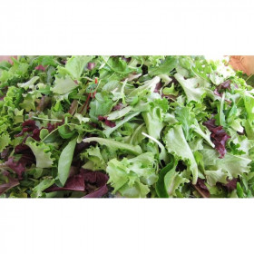 Laitues à couper en mélange Semailles