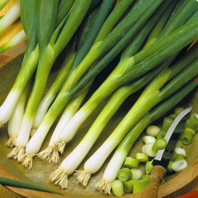 Oignon Ishikura Long White Semailles