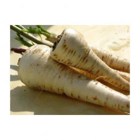 Panais Long Turga Semailles