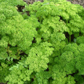 Persil Frisé nain mousse Semailles
