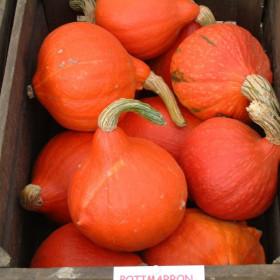 Potimarron Red Kuri Semailles