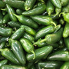 Piment Jalapeño Semailles