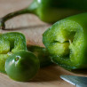 Piment Jalapeño Semailles