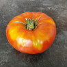 Tomate Grosse de Dordogne Semailles