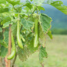 Aubergine Thai Long Green Semailles