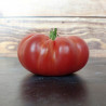 Tomate rouge Gloire de Wilrijk Semailles