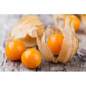 Physalis