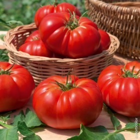 Tomates rouges