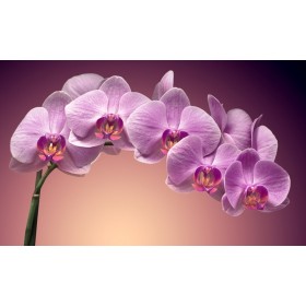 orchidée