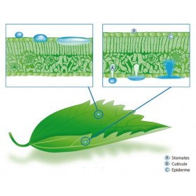 engrais foliaire