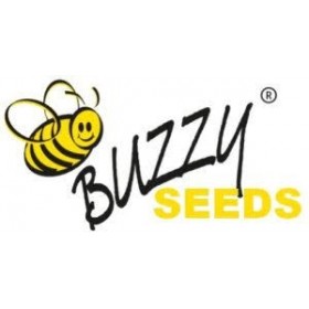 Semences Buzzy