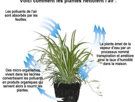 Que font les plantes pour nous dans un espace fermé ?