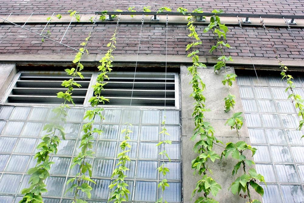Récolte, séchage et entreposage du houblon cultivé en pot